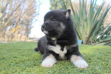 Cucciola di Shiba Nero focata