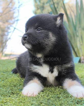 Cucciola di Shiba Nero focata