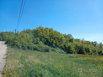 Terreno con bosco ceduo