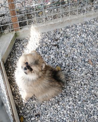 Spitz nano volpino di Pomerania