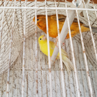 Uccelli