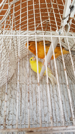 Uccelli