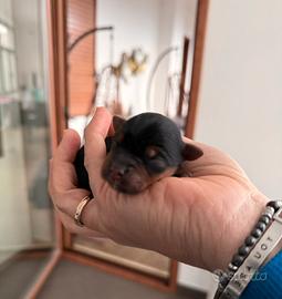 Yorkshire terrier con pedigree