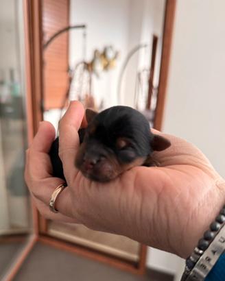 Yorkshire terrier con pedigree