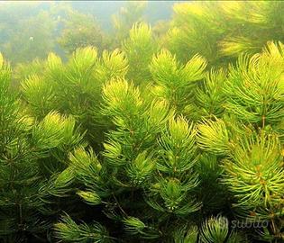 Ceratophyllum, pianta ossigenante