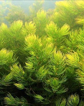 Ceratophyllum, pianta ossigenante