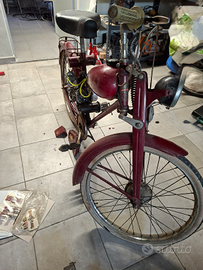 Aquilotto bianchi 48