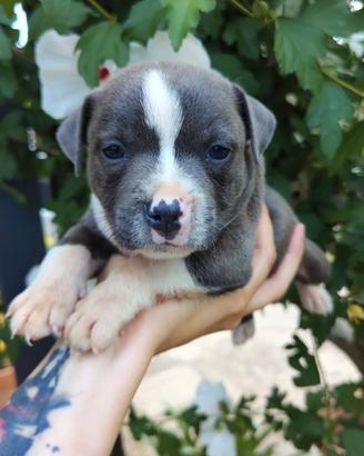 Staffy Staffordshire bull terrier