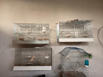 gabbie per canarini papagalli