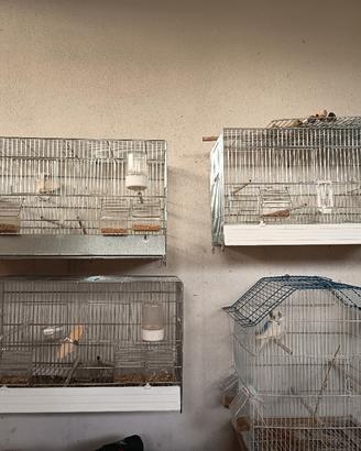 gabbie per canarini papagalli