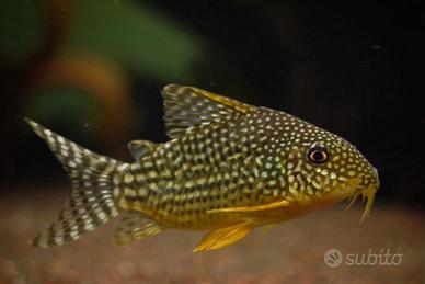 Pesci Tropicali Corydoras Sterbai