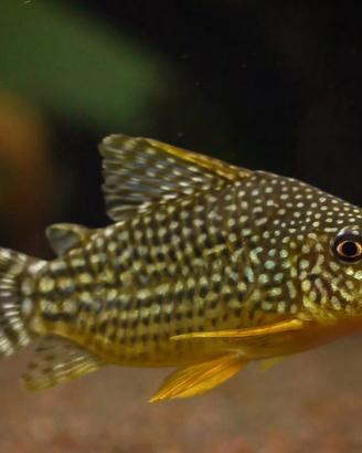 Pesci Tropicali Corydoras Sterbai