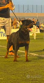 Rottweiler