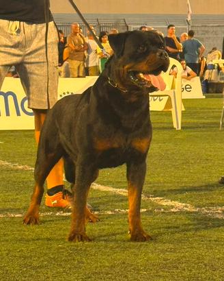 Rottweiler