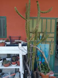CACTUS PORTATO DA LE ISOLE CANARIE ALTEZZA 3 METRI