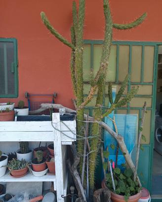 CACTUS PORTATO DA LE ISOLE CANARIE ALTEZZA 3 METRI