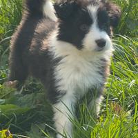 Cucciola di Border Collie