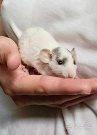 Ratti domestici 