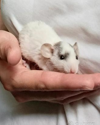Ratti domestici 
