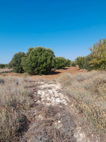 Terreno agricolo