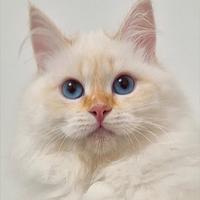 Cucciolo siberiano con pedigree - 4,5 mesi