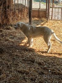 Pastore abruzzese