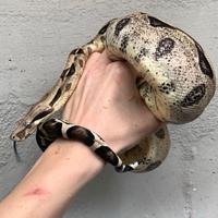 Boa constrictor Anery maschio