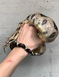Boa constrictor Anery maschio
