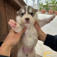 Siberian Husky