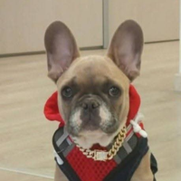 Buldogue francese cucciolo