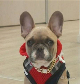 Buldogue francese cucciolo