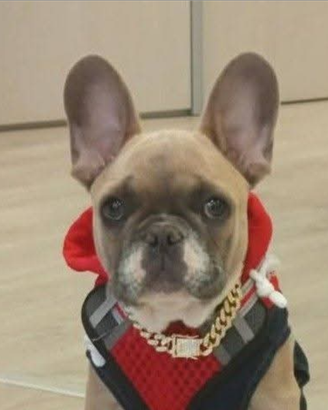 Buldogue francese cucciolo