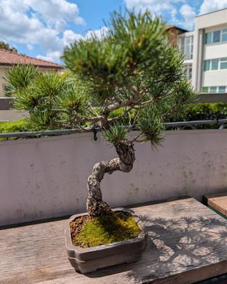 Bonsai pino penthapylla