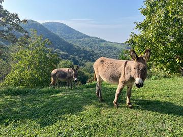 Coppia di Asine