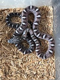 Panterophis (Elaphe) guttata scaleless anery
