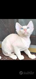 Animali gatto Sphinx