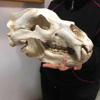 Enorme Modello Teschio Di Orso Polare scala 1/1