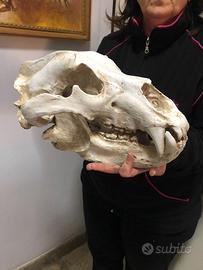 Enorme Modello Teschio Di Orso Polare scala 1/1