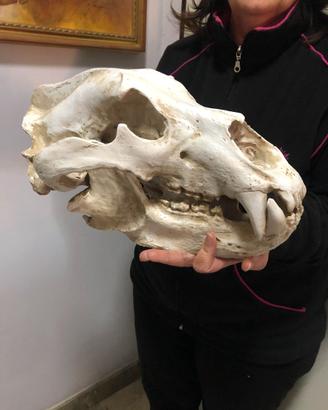 Enorme Modello Teschio Di Orso Polare scala 1/1