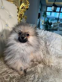 Volpino spitz della Pomerania