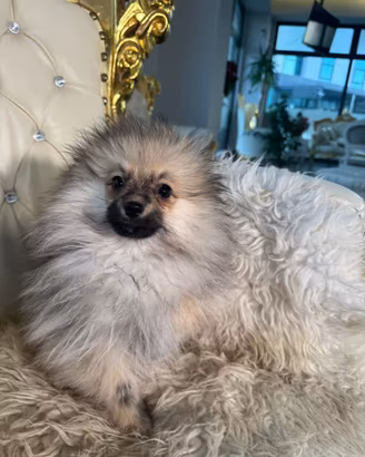 Volpino spitz della Pomerania