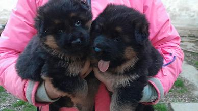 Cuccioli di pastore tedesco selezionati