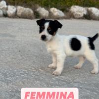 Cuccioli di JACK RUSSEL