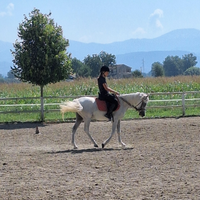 Pony