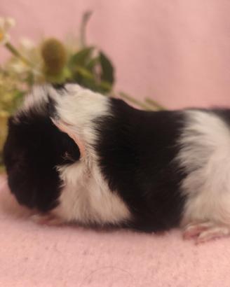 Cavia peruviana