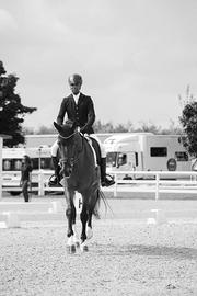 cavallo dressage