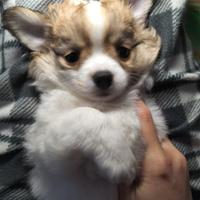 Chihuahua maschio bianco e fulvo