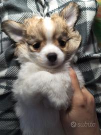 Chihuahua maschio bianco e fulvo