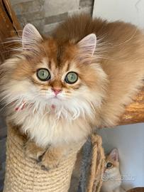 British longhair
