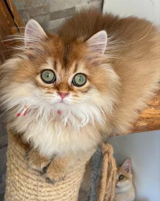 British longhair